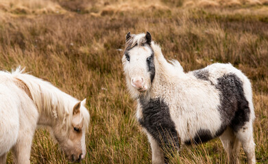 Obraz premium Welsh Mountain Ponies in Brecon Beacons National Park