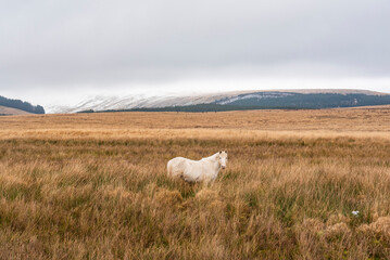 Obraz premium Welsh Mountain Ponies in Brecon Beacons National Park