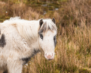 Welsh Mountain Ponies in Brecon Beacons National Park