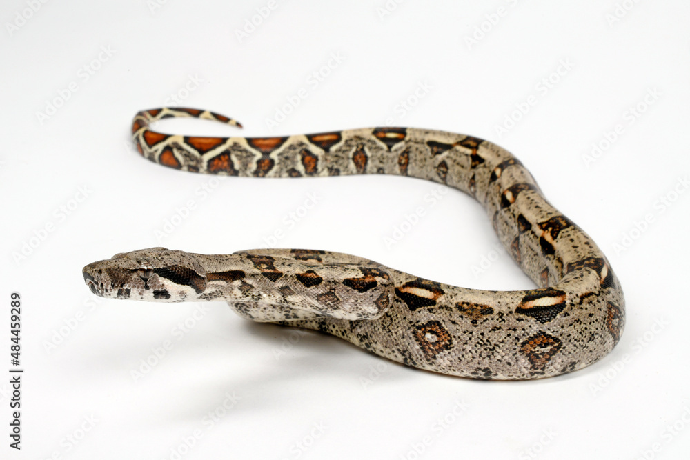 Canvas Prints Red-tailed boa // Abgottschlange (Boa constrictor imperator) - Honduras