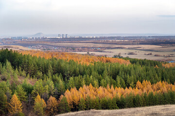 Mixed autumn forest, yellow birch foliage and green coniferous trees. Outlines of the city in the distance and a single mountain.