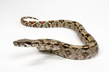 Red-tailed boa // Abgottschlange (Boa constrictor imperator) - Honduras