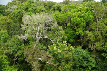 Aerial view of lush nature in Amazon rainforest, different green colorations in huge trees seen from above, rainforest vegetation, Forest Reserve Musa near Manaus, Brazil.