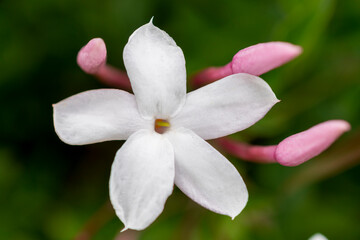 white flower with natural green background