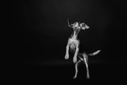 photo monochrome . A beagle dog in a jump. She has fun developing long ears in the air. . The tail is raised.The background is black .