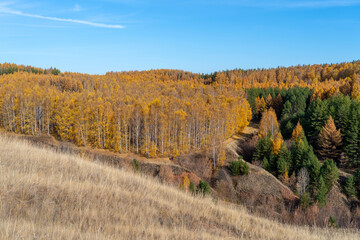 A hill overgrown with dry grass. Below is a mixed autumn forest, yellow birch foliage and greenery of coniferous trees.