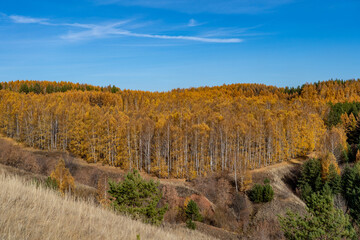A hill overgrown with dry grass. Below is a mixed autumn forest, yellow birch foliage and greenery of coniferous trees.