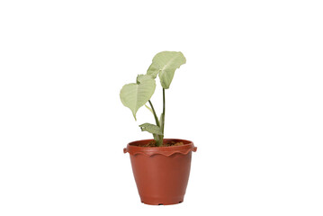 white pale green big leaf of Syngonium podophyllum tree on brown pot 