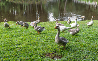 A flock of geese beside a lake in souteastern Brazil