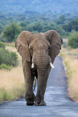 Fototapeta na wymiar Africa Elephant, Pilanesberg National Park