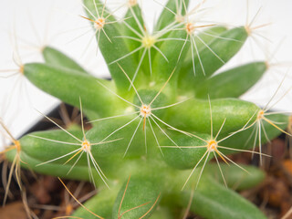 selective focus close up on spine of  Dolichothele cactus , show texture detail of fine thorn 