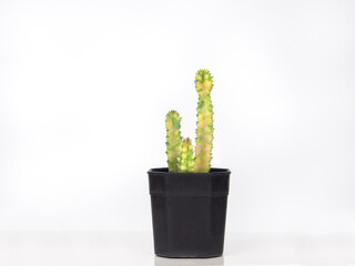 colorful Huernia cactus in black pot