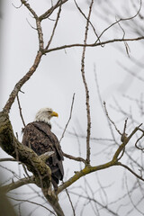 Adult eagle perched and watching its surroundings.