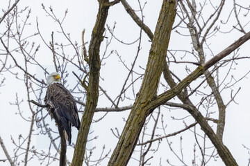 Adult eagle perched and watching its surroundings.