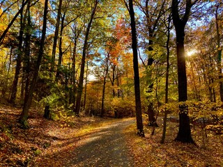Naklejka premium autumn in the park