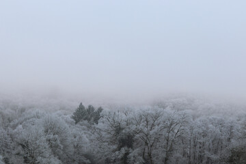 Canopée dans le brouillard, la cime des arbres couverte de givre