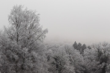 Fototapeta na wymiar Canopée dans le brouillard, la cime des arbres couverte de givre