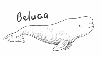Whale beluga isolated on white background - 484461656
