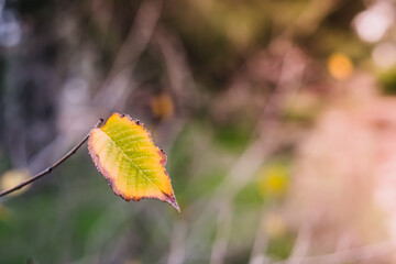 Last yellow leaf on a branch on a blurred background