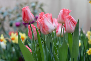 Pink tulips fringed Auxerre bloom in a garden 