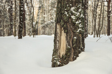 Damaged birch tree bark close-up. Snowy winter