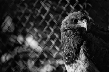 Eagle looking