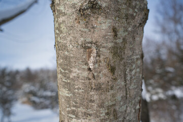 Fototapeta premium Spotted Lanternfly (Lycorma delicatula) egg mass half covered with a snowy background in Pennsylvania (Bucks County) on a tree