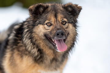 portrait of a smiling fluffy mongrel with his tongue hanging out