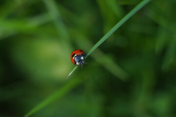 ladybird on a leaf