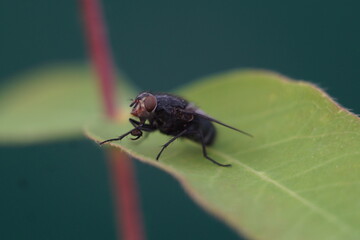 fly on leaf