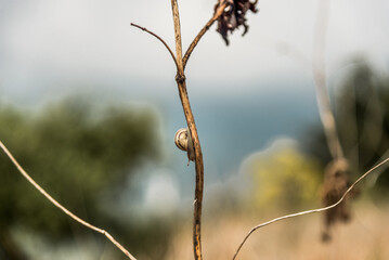 In the center of the frame is the trunk of a plant. A bizarre light snail crawls down it. The background is blurred .