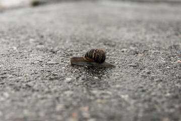 A snail crawls along the gray wet asphalt. She crawls over a small rock in her path. Her horns - eyes are directed forward
