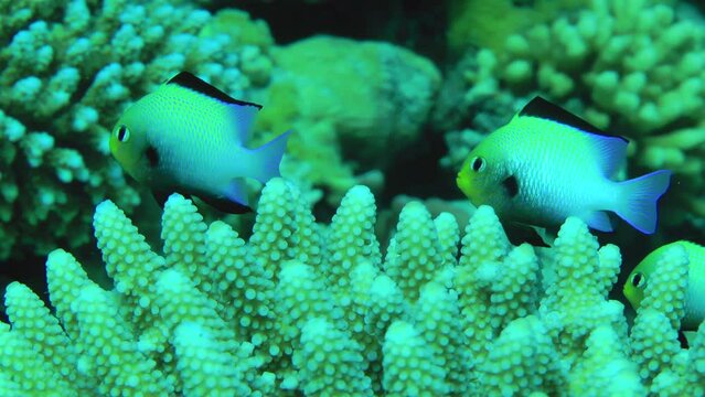A dense coral bush in shallow water is home to a flock of Red Sea dascyllus (Dascyllus marginatus), in case of danger the fish hide there, close-up.