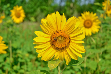 Close-up of field with bright yellow sunflowers against blue sky and bees at work.