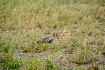 Hadada ibis in Akagera National Park, Rwanda