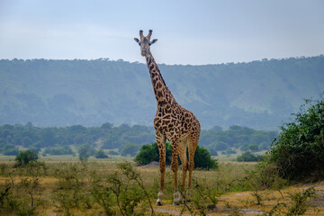 Masai giraffe in Akagera National Park, Rwanda