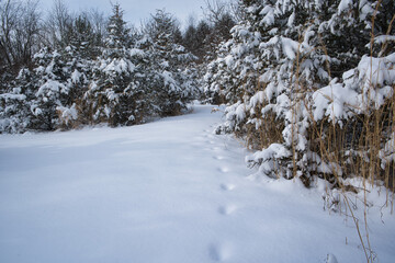 snow covered trees in winter with animal tracks left in the snow