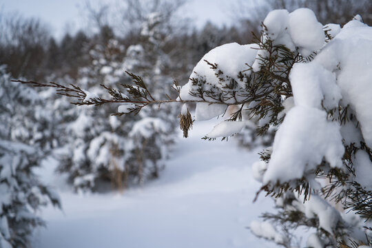 Pine trees covered in heavy snow after a snowstorm with a bagworm casing hanging on it