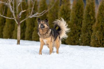  Fluffy brown dog stands on the snow near the ball and looks up