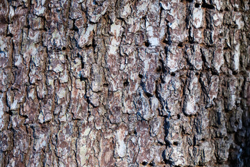 Tree trunk with woodpecker holes. Landscape format of tree bark with clear holes made by woodpeckers