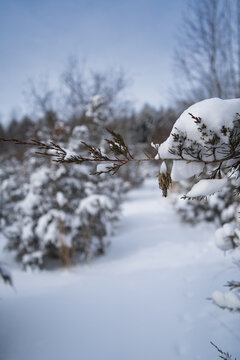 Pine trees covered in heavy snow after a snowstorm with a bagworm casing hanging on it - shot vertically