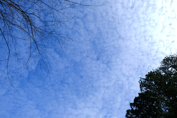 Mostly white puffy sky with blue sky and corner sections of tree branches