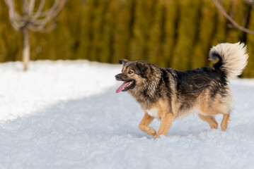 A fluffy mongrel with a chic fluffy tail walks through the snow