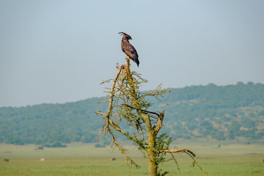 Long-crested Eagle in a tree in Kilala plain in Akagera National Park, Rwanda