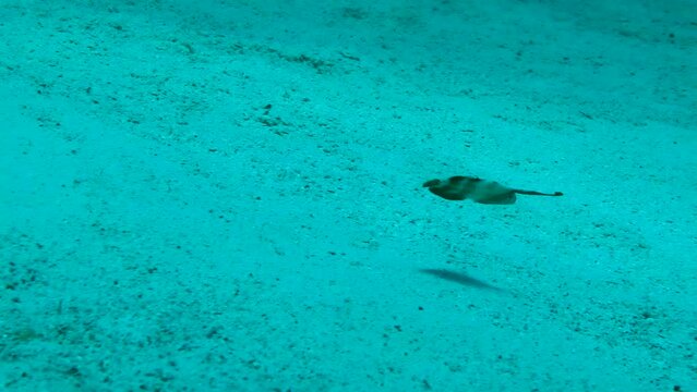 Young Pearly razorfish (Xyrichtys novacula) swims above the sandy bottom.