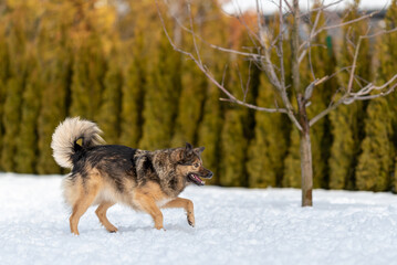 a beautiful mongrel dog walks in the snow.