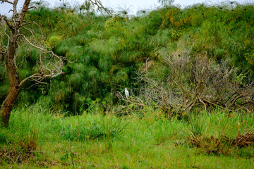 Little egret among the papyrus in Akagera National Park, Rwanda
