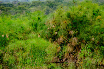 Black-headed weaver and nests in papyrus in Akagera National Park, Rwanda