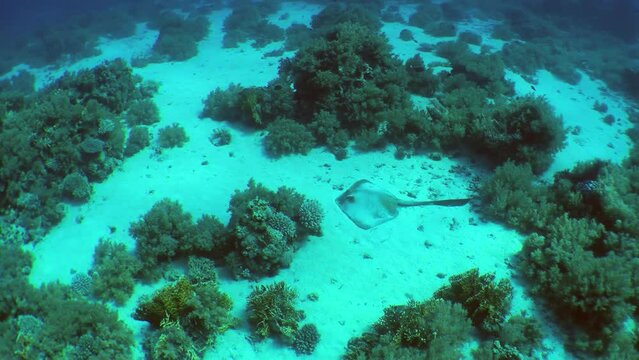 The camera slowly zooms in to a large Cowtail stingray (Pastinachus sephen) lying on a sandy bottom among coral thickets, close-up.