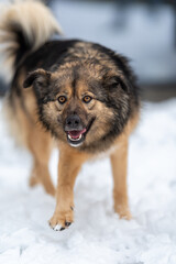 close-up of a mongrel walking in the snow, looking at the camera